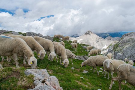 Photo for Sheep pasture in the Julian Alps, Slovenia - Royalty Free Image