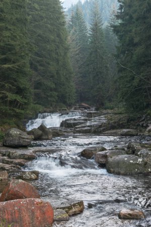 arroyo de montaña en el bosque, Bile Labe, Krkonose, República Checa