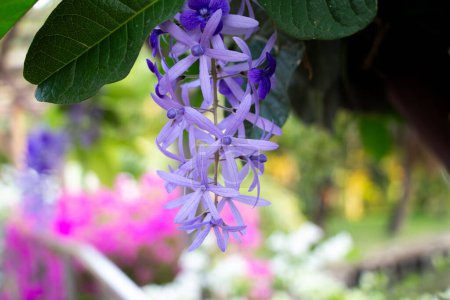 Petrea volubilis  is a colorful flower ivy native to South and Central America. It is a strong ivy that can grow up to 30 feet tall. The leaves are dark green, glossy and oval. The flowers are bright purple.  