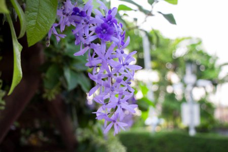 Petrea volubilis  is a colorful flower ivy native to South and Central America. It is a strong ivy that can grow up to 30 feet tall.  