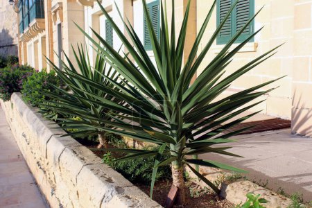 Photo for Yucca gigantea a shrub with multiple shoots - Royalty Free Image
