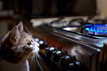 Un gato doméstico gris pensativo mira el gas ardiente en la estufa.