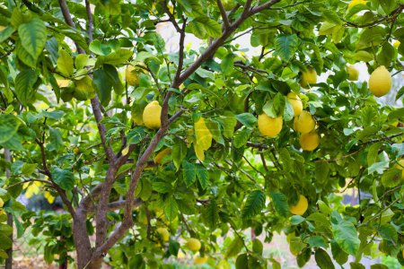 Téléchargez les photos : Citrons cultivés biologiquement à Chypre, sur un citronnier en attente de récolte. Citrons pour la cuisson et les bienfaits pour la santé - antioxydants, soins cardiaques et vitamine c pour la prévention de la santé hivernale, - en image libre de droit