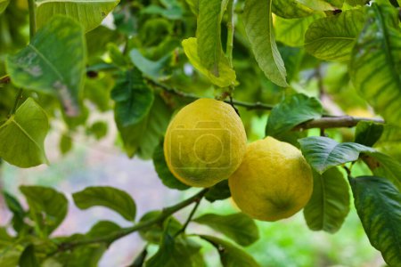 Photo for Lemons organically grown in Cyprus, on a lemon tree waiting to be harvest. Lemons for cooking and health benefits - antioxidants, heart care and vitamin c for winter health prevention, - Royalty Free Image