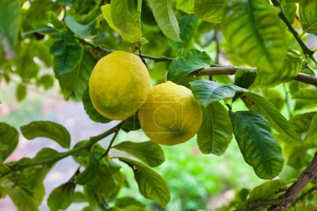 Photo for Lemons organically grown in Cyprus, on a lemon tree waiting to be harvest. Lemons for cooking and health benefits - antioxidants, heart care and vitamin c for winter health prevention, - Royalty Free Image