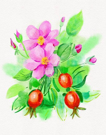 Photo for Watercolor drawing wild rose flowers with red berries, hand drawn illustration - Royalty Free Image