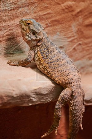 Foto de Un dragón barbudo macho tomando el sol en su terrario - Imagen libre de derechos