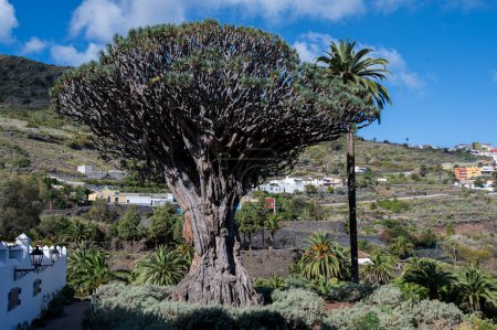 Dragon arbre de Icod de los Vinos à Tenerife. Il mesure plus de 16 m de haut et étend largement sa couronne dans le ciel.