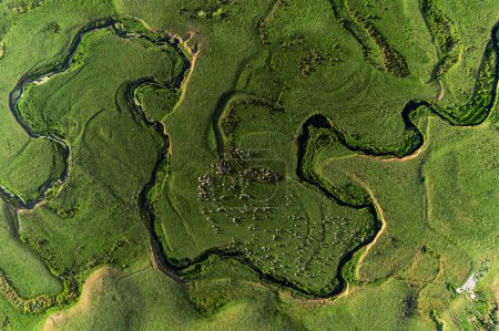 Foto de Vista aérea de la meseta de Perembe meandros y manadas de ovejas - Imagen libre de derechos