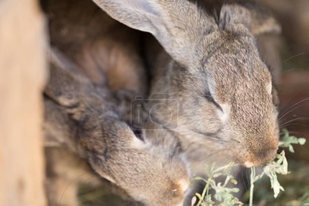 Foto de Dos hermosos conejos están comiendo hierba. Primer plano. - Imagen libre de derechos