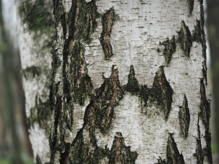 Old birch bark texture close-up