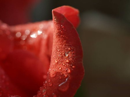 red rose with dew drops on petals close-up in defocused macro shot.