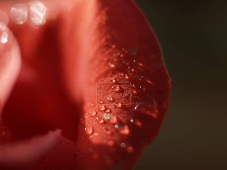 red rose with dew drops on petals close-up in defocused macro shot.