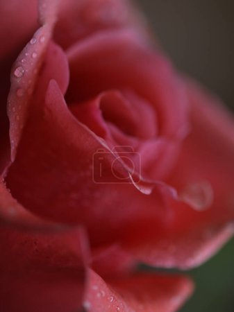 red rose close up in defocused macro shot.