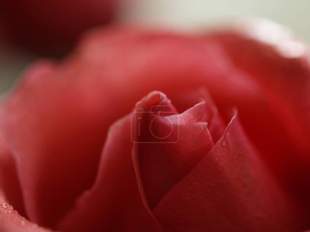 red rose close up in defocused macro shot.