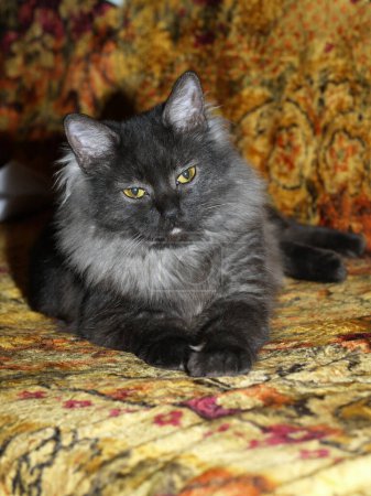 Eine graue Katze ruht auf einem farbigen Teppich.
