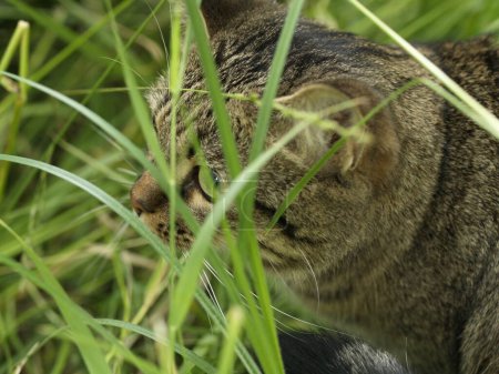 A frightened domestic cat looks out from among the tall green grass