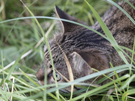 A frightened domestic cat looks out from among the tall green grass