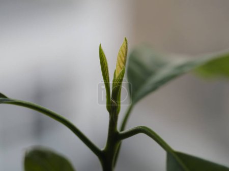 Young avocado sprout with fresh green leaves