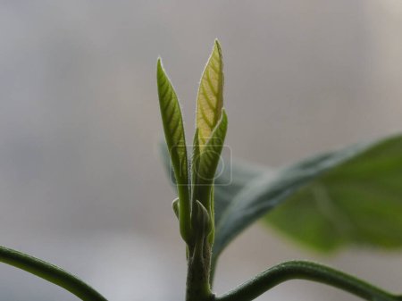 Young avocado sprout with fresh green leaves