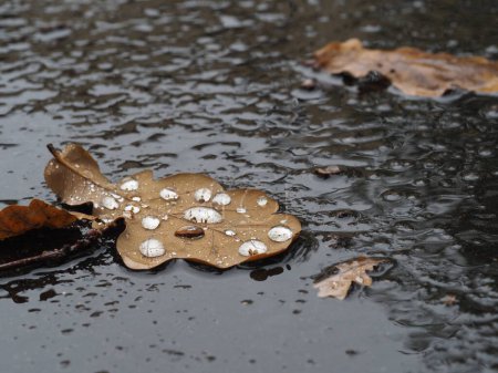 ein vergilbtes Eichenblatt auf dem nassen Bürgersteig