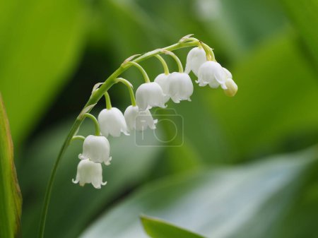 Tender lilies of the valley in a spring green garden