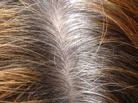 Foto de Preparación para teñir el cabello gris con henna: cuidado natural y belleza - Imagen libre de derechos
