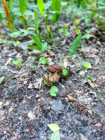 Photo for Boletus reticulatus, in the forest, on the ground. High quality photo - Royalty Free Image