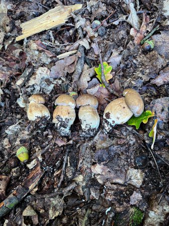 Téléchargez les photos : Un groupe de champignons, les champignons, émerge du sol, ajoutant au paysage naturel du bois avec sa croissance végétale terrestre. - en image libre de droit