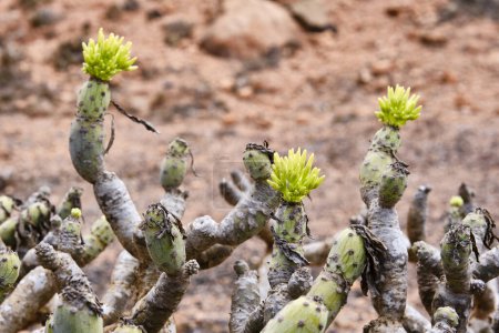 Foto de Primer plano del arbusto Euphorbia balsamifera, tabaiba dulce, en Lanzarote. Originaria de las Islas Canarias - Imagen libre de derechos