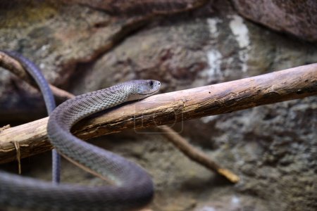 Foto de Mamba negra, Dendroaspis polylepis, serpiente venenosa cautiva - Imagen libre de derechos