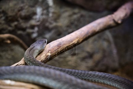 Foto de Mamba negra, Dendroaspis polylepis, serpiente venenosa cautiva - Imagen libre de derechos