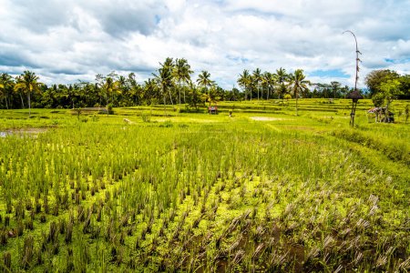 Foto de Desa mancingan rice field in Gianyar Regency, Bali, Indonesia, sureste asiático - Imagen libre de derechos