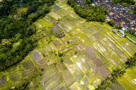 Foto de Vista aérea del campo de arroz Desa mancingan en Gianyar Regency, Bali, Indonesia, sureste asiático - Imagen libre de derechos