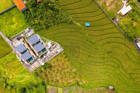 Luftaufnahme von Reisterrassen in Canggu, Bali, Indonesien, Südostasien