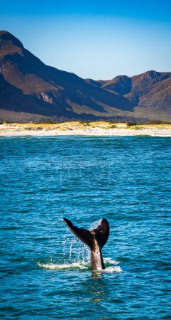 Photo for Whales watching from the cruise boat, in Hermanus, Grotto beach, South Africa. High quality photo - Royalty Free Image