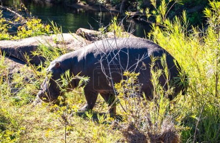 Photo for Wild Hippo close ups in Kruger National Park, South Africa. High quality photo - Royalty Free Image