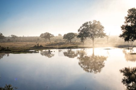 Photo for Savannah pond in the morning fog in Kruger National Park, South Africa. High quality photo - Royalty Free Image