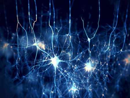 Foto de Neuronas piramidales marcadas por fluorescencia. Las señales sinápticas son claramente visibles. - Imagen libre de derechos