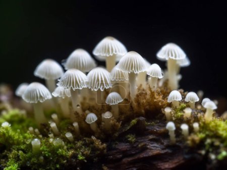 Foto de Racimo de hermosos hongos del bosque blanco creciendo en un tronco de árbol - Imagen libre de derechos