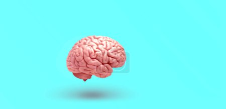 Foto de Human brain isolated and colored background-3D illustration - Imagen libre de derechos