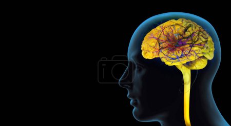 Photo for Human head with brain ,isolated background-3D illustration - Royalty Free Image