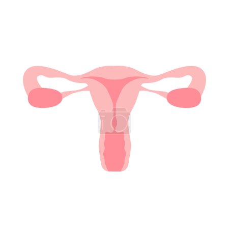 Téléchargez les illustrations : Appareil reproducteur féminin organes de l'utérus. Schéma de localisation des organes, col de l'utérus, ovaire, icône de tube de Fallope. Illustration vectorielle. - en licence libre de droit