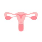 Female reproductive system uterus organs. Organs location scheme, cervix, ovary, fallopian tube icon. Vector illustration.