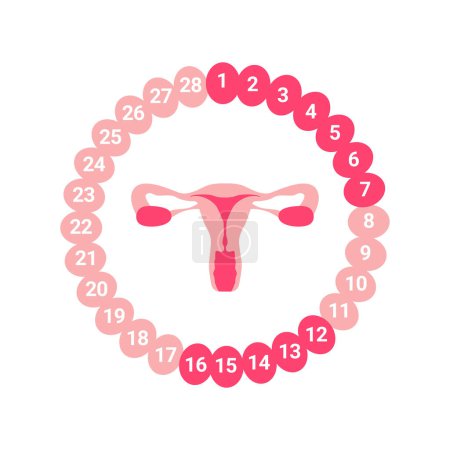 Ilustración de Ciclo menstrual femenino. Sistema reproductivo femenino. Esquema de localización de órganos útero, cuello uterino, ovario. Órgano útero aislado sobre fondo blanco - Imagen libre de derechos