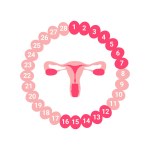 female menstrual cycle. Female reproductive system. Organs location scheme uterus, cervix, ovary. Uterus organ isolated on white background