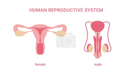 Das menschliche Fortpflanzungssystem. Weibliche und männliche Organe isoliert auf weißem Hintergrund. Innere Geschlechtsorgane. Vektorillustration