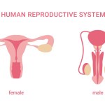 Human reproductive system. female and male organs isolated on white background. internal sex organs. Vector illustration