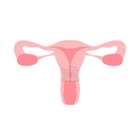Téléchargez les illustrations : Appareil reproducteur féminin organes de l'utérus. Schéma de localisation des organes, col de l'utérus, ovaire, icône de tube de Fallope. Illustration vectorielle. - en licence libre de droit