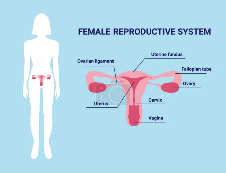 Téléchargez les illustrations : Organes de l'utérus du système reproducteur féminin avec description et illustration vectorielle de la silhouette féminine - en licence libre de droit
